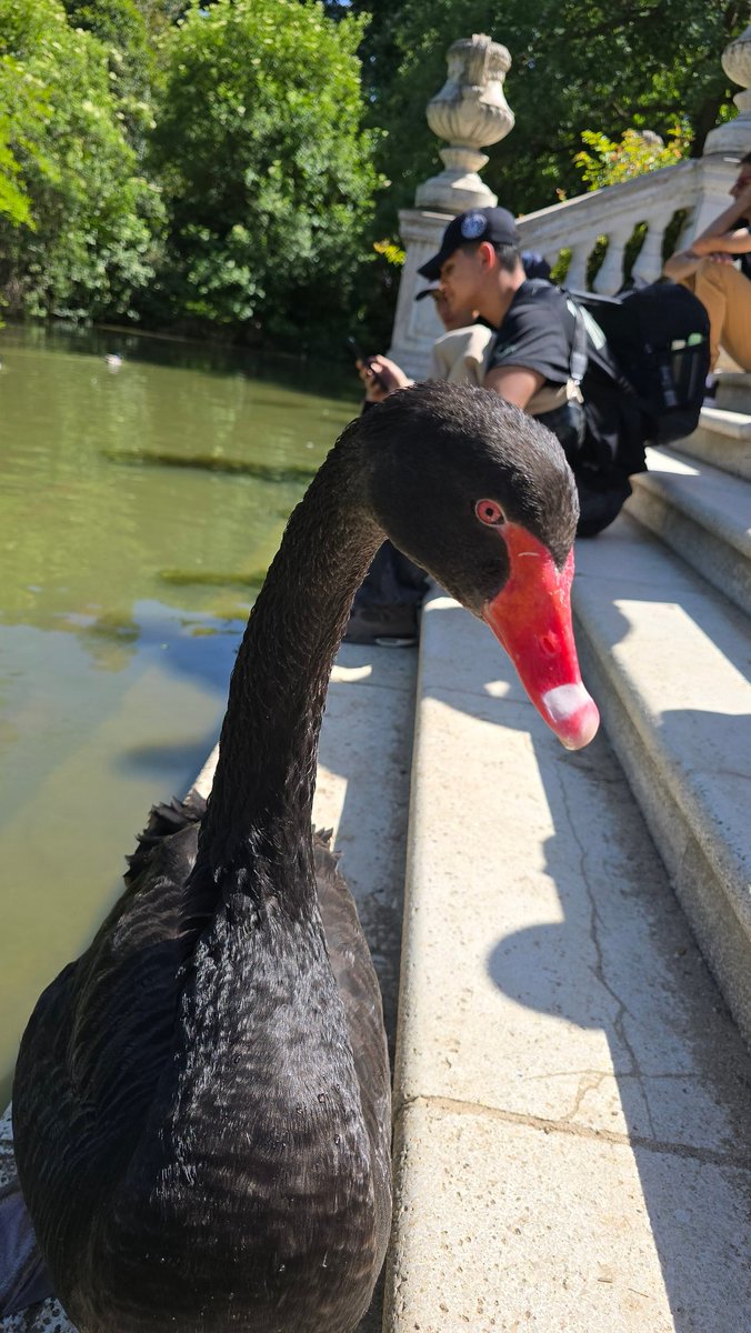 Plumas del Retiro tweet media