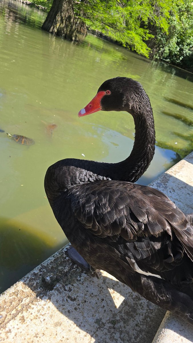 Plumas del Retiro tweet media