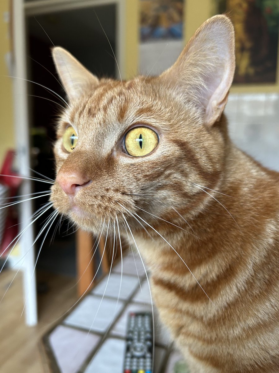 D.V. Catt tweet media
