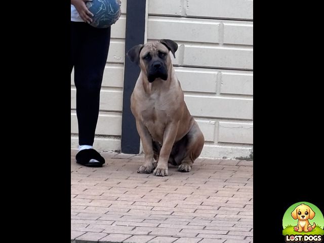 LostDogsSA's tweet photo. 🐶 Lost Boerboel in Johannesburg!  
Brown with scars on both ears and a short tail. Last seen May 11.  
If you spot him, please contact us or share to help reunite this gentle soul ❤️
Link: https://t.co/AomYCv5fKA https://t.co/qIzxkcH1De