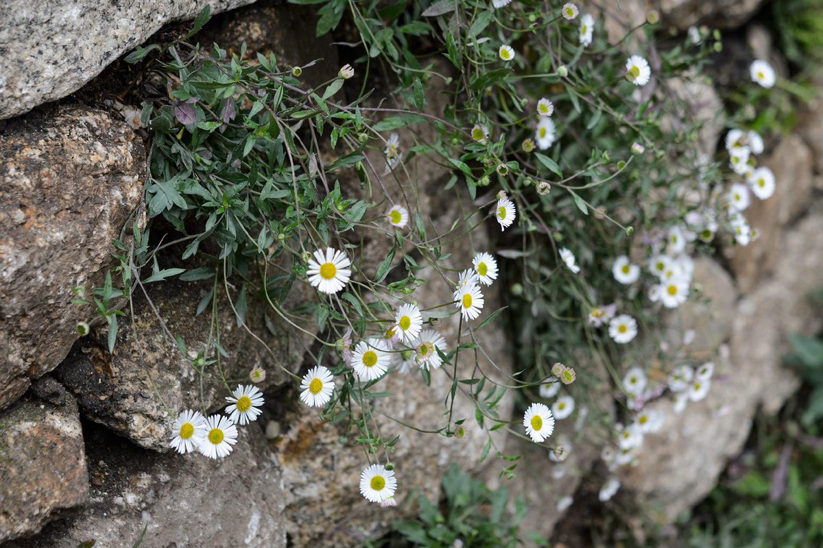 BBC Gardeners' World Mag tweet media