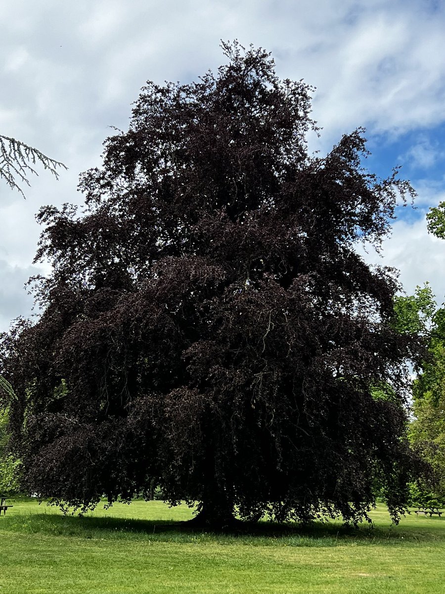 dammiLoh's tweet photo. #Gartenliebe #Baumriesen 🌳 #Hampshire #heute https://t.co/1IjcPkZxte