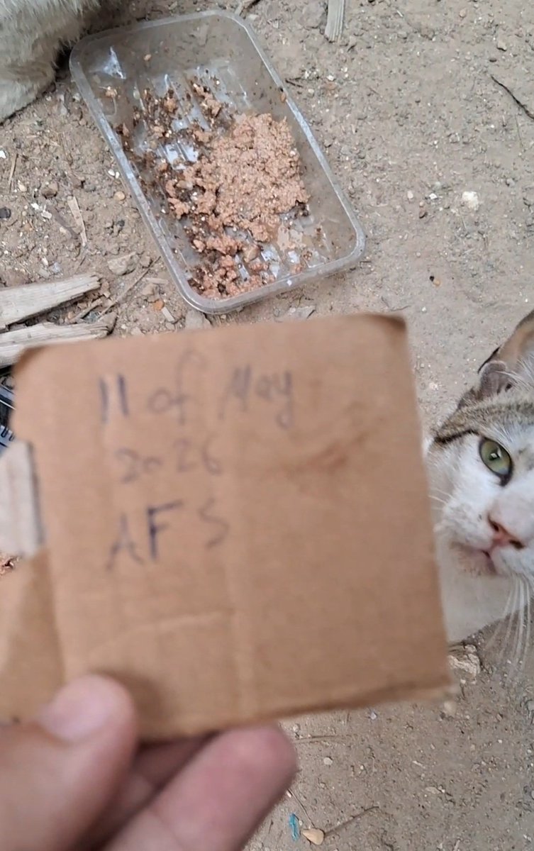 Animal Friends Shelter tweet media
