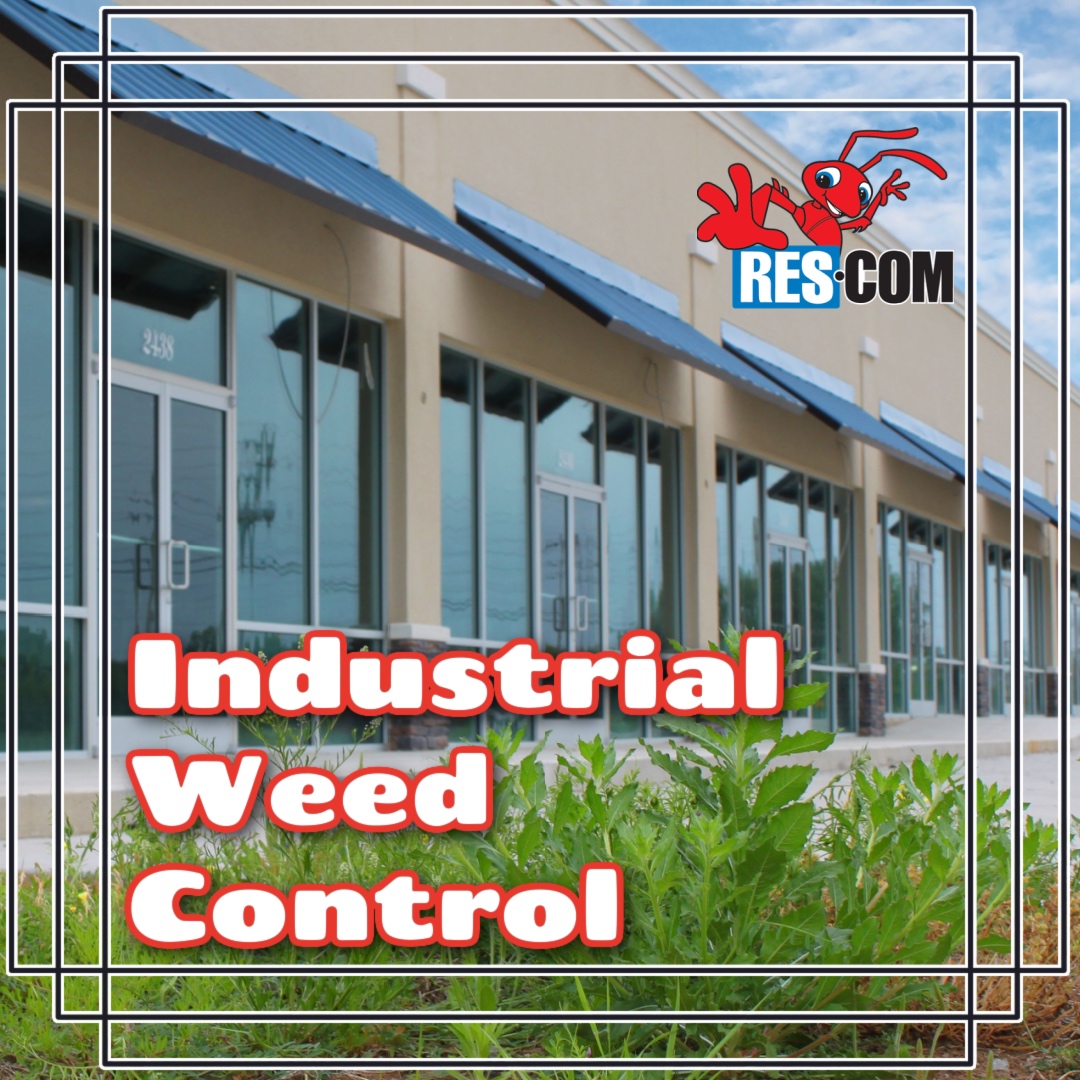 ResComPest's tweet photo. 🌿 Tough on Weeds. Easy Choice.
Industrial weed problems? RES COM Pest Control has you covered—delivering licensed, reliable solutions across Tulare County.

From railroads to right-of-ways, we handle it all.

📞 559-685-8989 | FREE inspections
🌐 https://t.co/XPIGAyXMAn https://t.co/US5evnqtNF