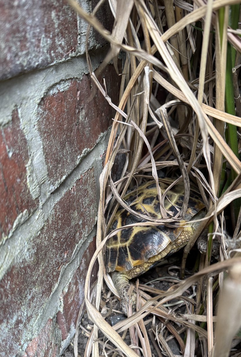 Gladys Beak 🐢 tweet media