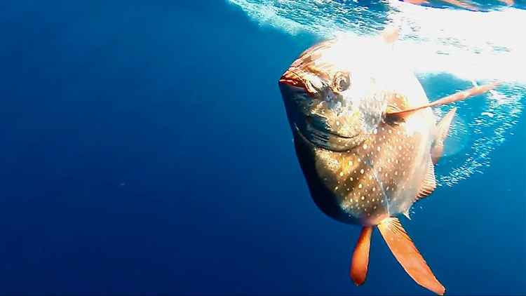 La pesca industrial ha estado agotando durante décadas las poblaciones de peces de aguas intermedias dlvr.it/TSTq8m
