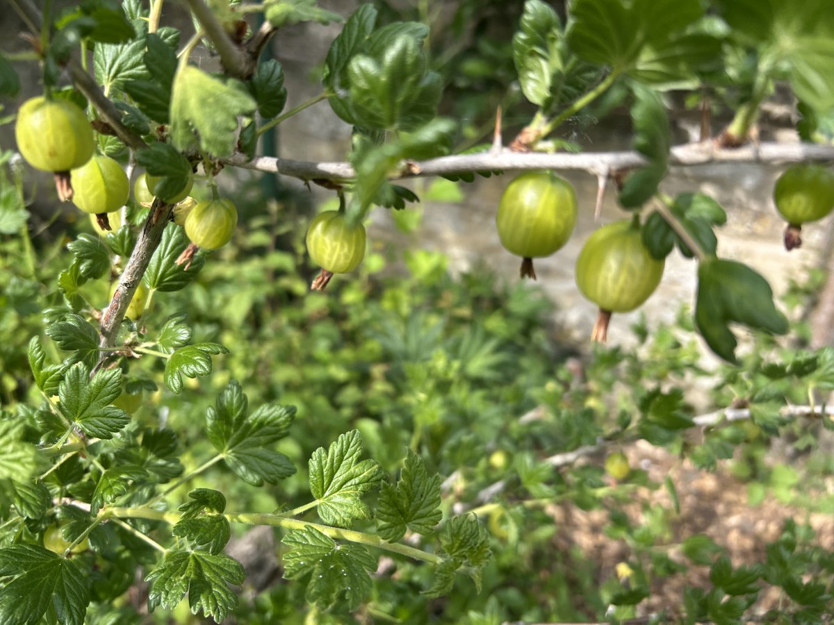 MKMuseum's tweet photo. Not everything is coming up roses in our garden, but there some among the colourful florals responding the sunlight (when we get it!).

Our gooseberries are doing just fine too.

Come and take a closer look - we're open all w/e (10.30am-4.30pm) and our garden is blooming great!😊 https://t.co/jkb6gxfp7s
