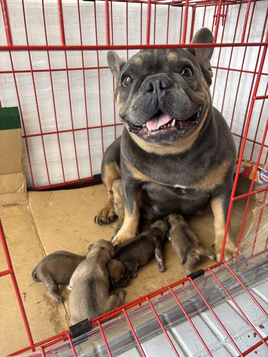 TooHotToDJ's tweet photo. Still getting that cute aggression feeling towards her pups! 😩🩷 https://t.co/LKyCt26WCk