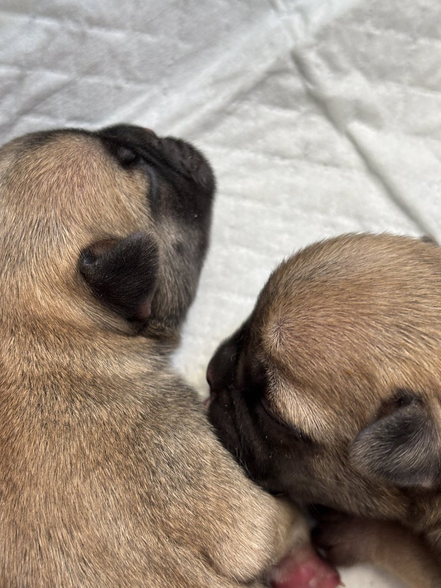 TooHotToDJ's tweet photo. Still getting that cute aggression feeling towards her pups! 😩🩷 https://t.co/LKyCt26WCk