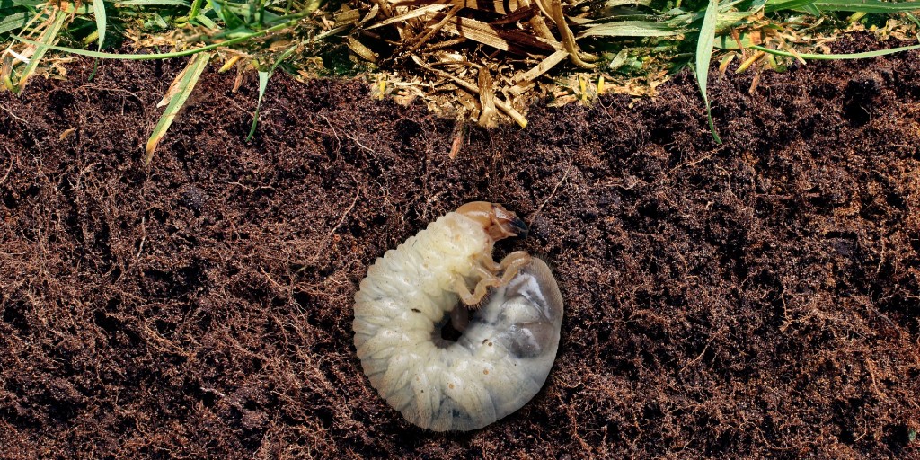 andymic's tweet photo. 🐛 Grub season is sneaking up, but don’t worry, we’ve got just the thing to keep your lawn smiling. 😁 Our preventative grub control treatments are rolling out now to shield your turf from damage.

Call (610) 686-7707 to sign up!

https://t.co/GMvTsBHNow https://t.co/M8VBjtmhfY