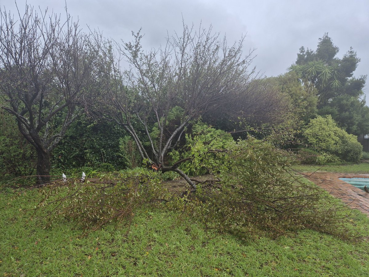 Tree Inconveniences Sjoe what a day this has been! We have an old oak tree that has caused ...