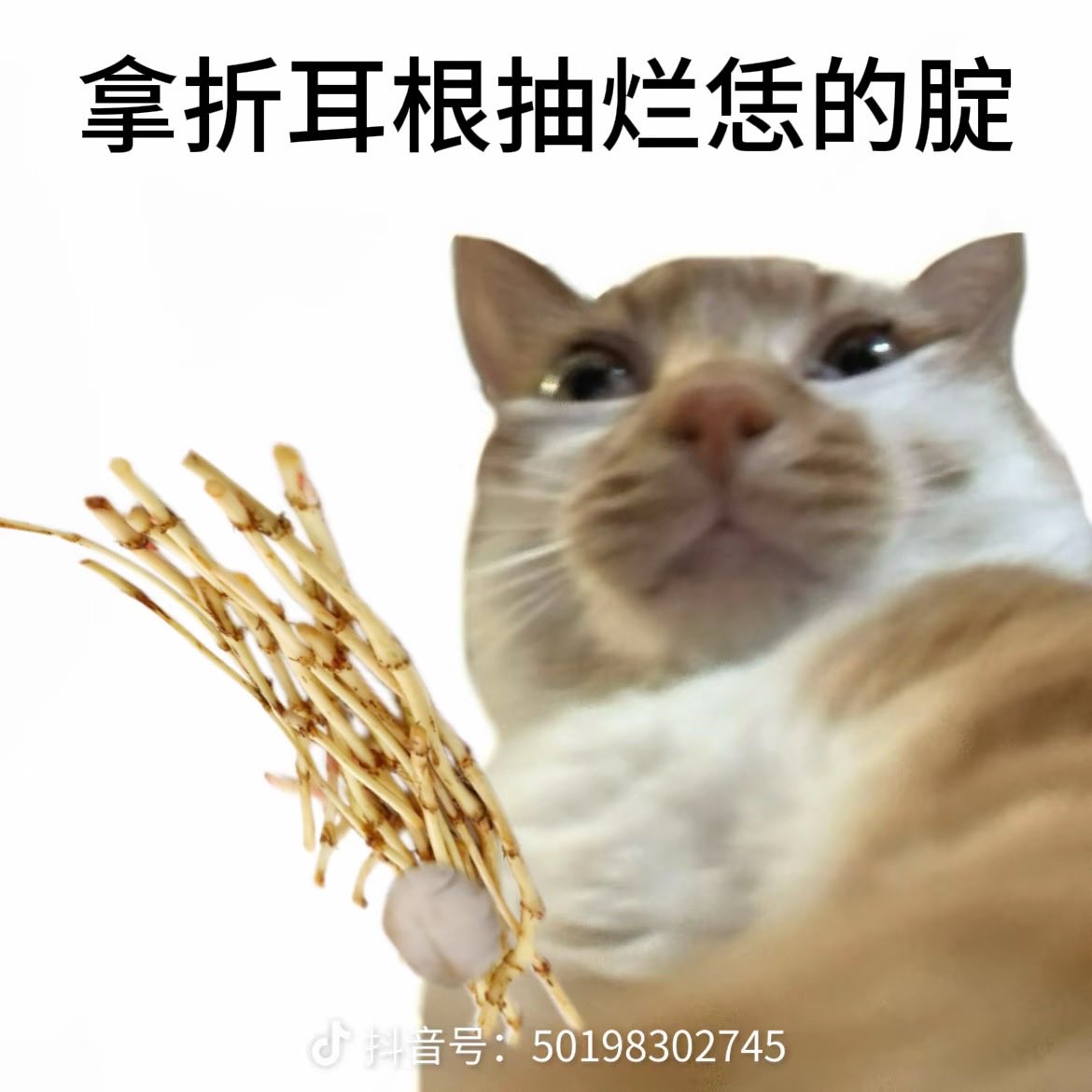 S00PHAH's tweet photo. 好想捉爱😭😭😭 https://t.co/qjLMPnlF5u