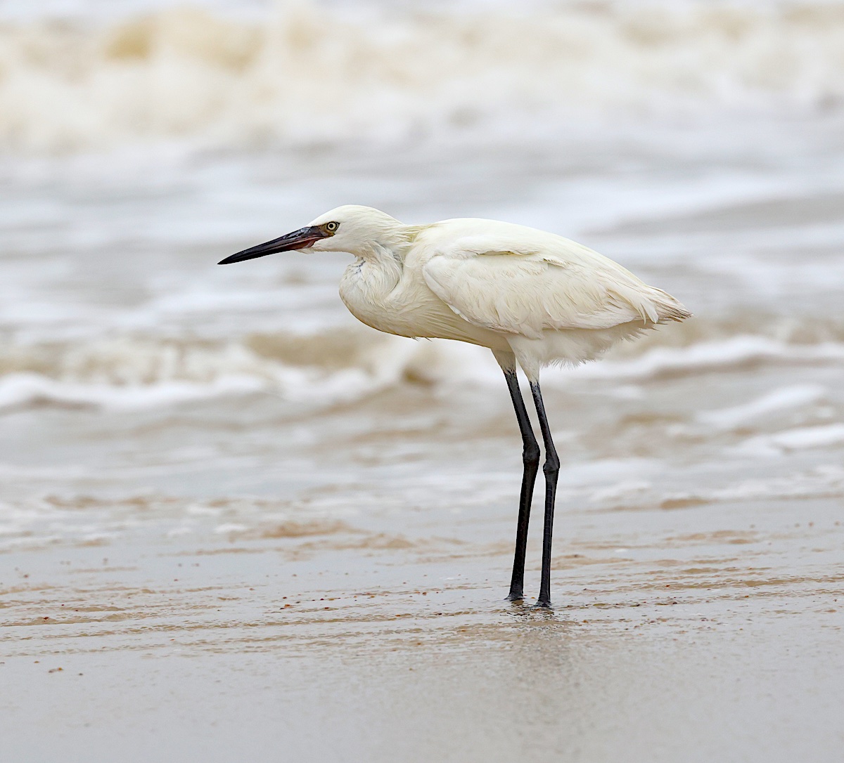 TexasBirder tweet media