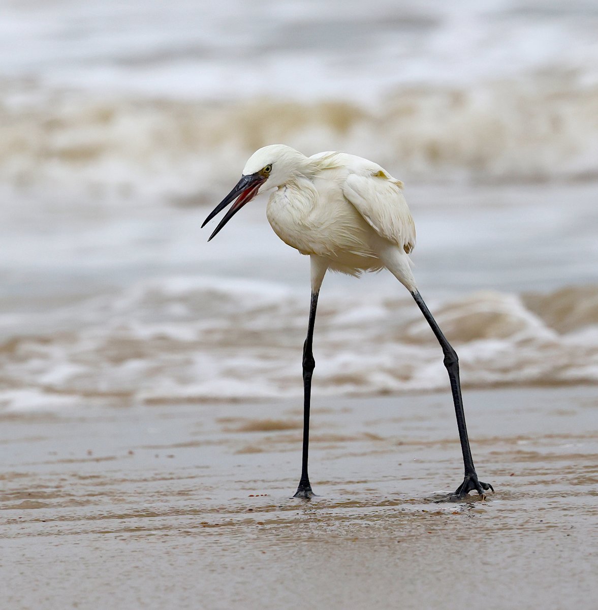 TexasBirder tweet media