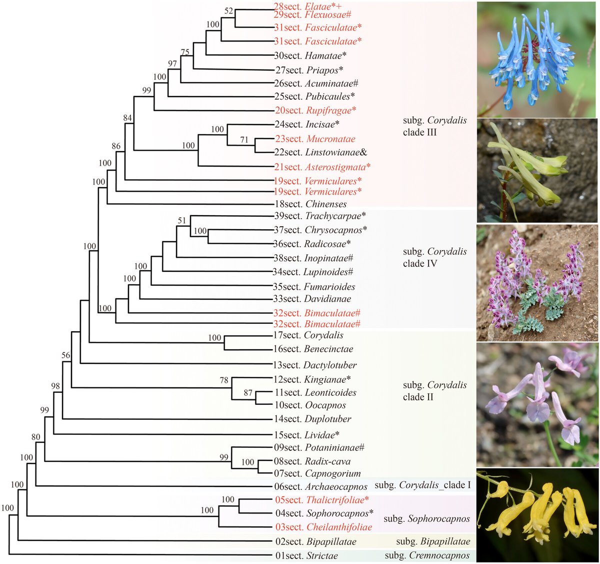 JournalSysEvo's tweet photo. Using nuclear #genes Cao et al. revisit Corydalis phylogeny, highlighting the need for studies integrating wider sampling, high-quality #genetic markers, and #morphological data to resolve tricky classifications.
https://t.co/OFkrjuHyF0 @WileyEcology #PlantSci #JSE #systematics https://t.co/NcHDsZfpdP