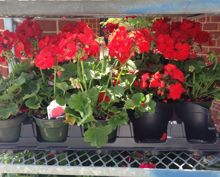 HoCoCommunity's tweet photo. Mother’s Day may be over, but the celebration can keep blooming.

Join #HoCoAging &amp; partner eMerge, Inc. on May 13 at North Laurel 50+ Center for a flower sale featuring plants and hanging baskets grown by eMerge residents.

https://t.co/5r7u8zq5tk https://t.co/Ct03eQellS