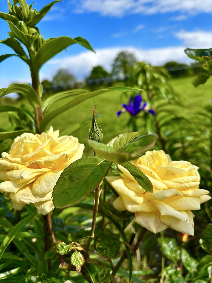 Elaine’s Garden 🪴 tweet media