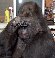 Koko the Gorilla tweet media