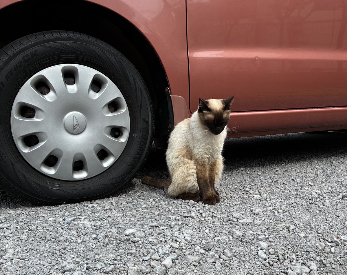 猫馬 tweet media