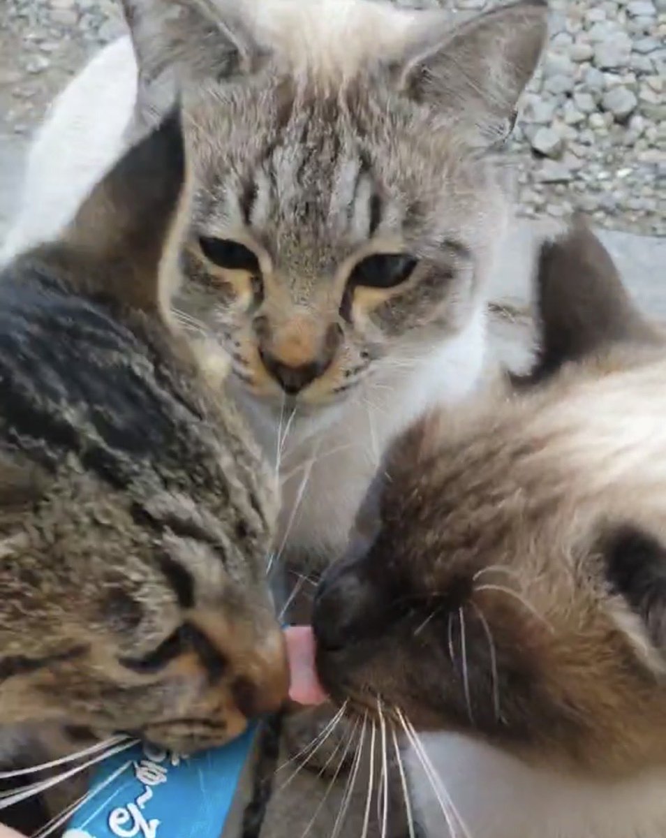 猫馬 tweet media