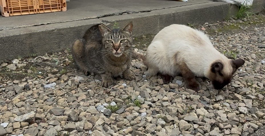 猫馬 tweet media