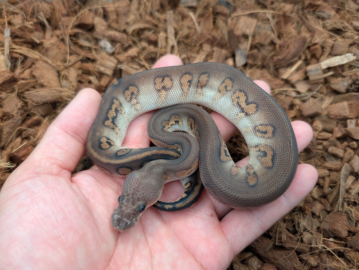MorphMarket's tweet photo. Cinnamon Stranger Clown Het Dg Ball Python by Bobs Balls

https://t.co/RMUYTRbdza https://t.co/y0RfRnb2l3