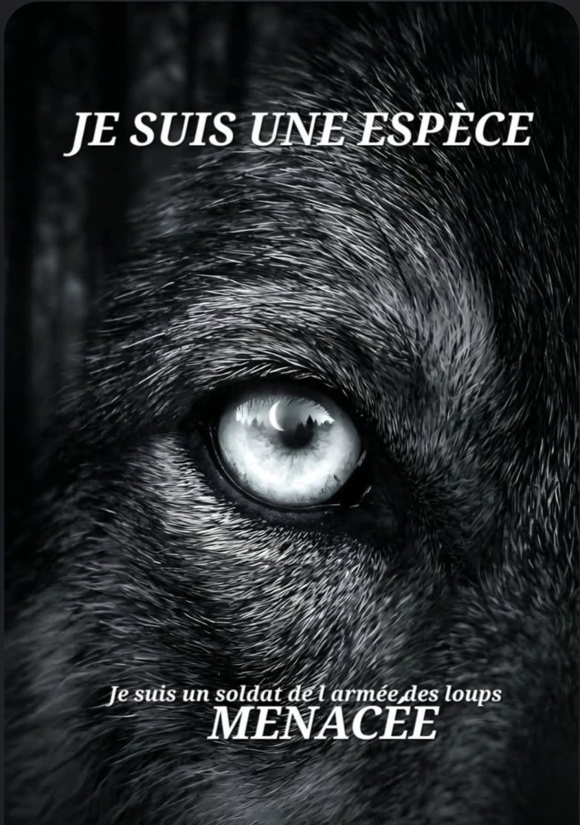 Nuitsauvage's tweet photo. Aujourd'hui c'est la journée des espèces menacées
Demain comme beaucoup d'autres 
Je ne serai plus la victime innocente 
De vos visions trop étroite 
Considérant que seul l'homme 
Peut décider de vie ou de mort 
Sur tout vivant
Un monde de mort et de désolation vous attend. 🐺💔 https://t.co/aq1TUs6Q67