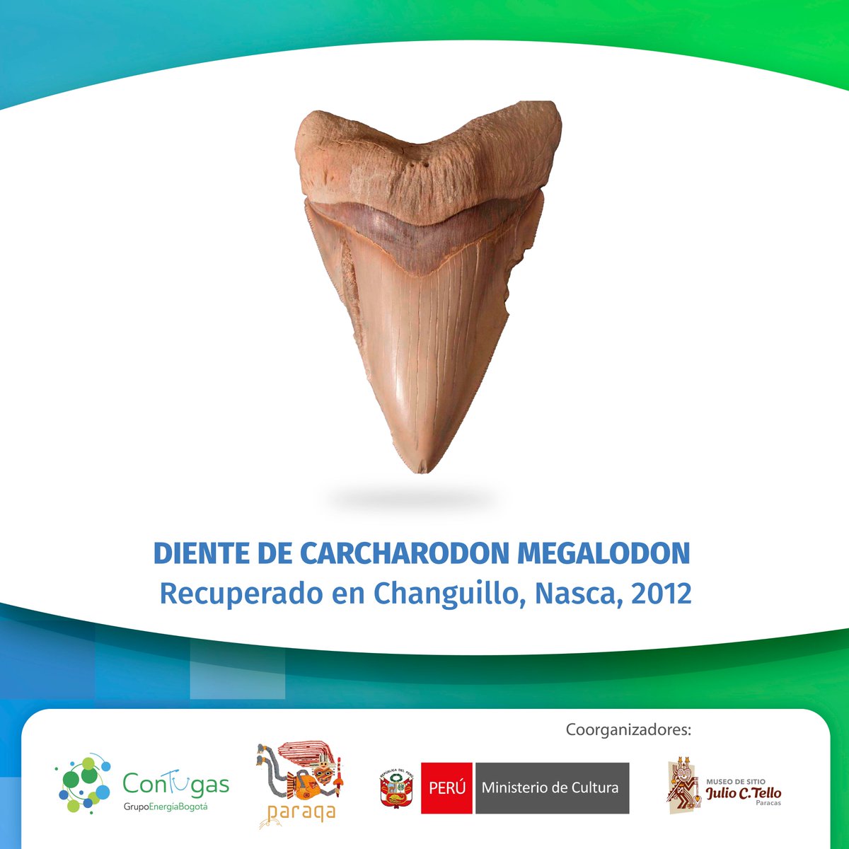 CONTUGAS_SAC's tweet photo. Un viaje a los orígenes: Tesoros paleontológicos en Ica
En Contugas, reafirmamos que la arqueología y la paleontología no solo recuperan objetos; recuperan historias. 🦴
📖 Explora más aquí: https://t.co/QPdhMsnMfY https://t.co/66vAGm8z3J