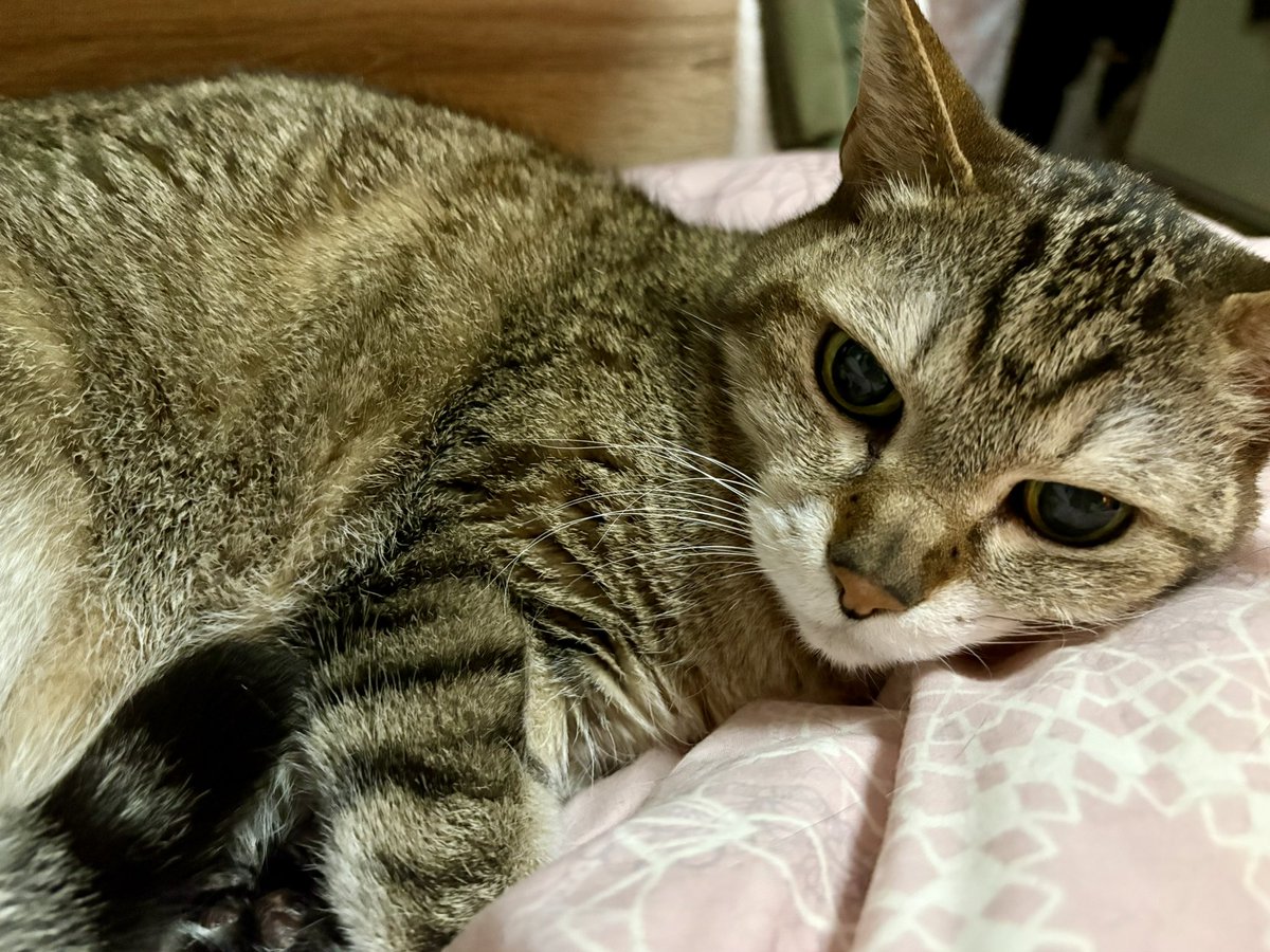 今日は足元でおやすみの気分らしい。 #今日のベジータ #猫 #ねこ #ネコ