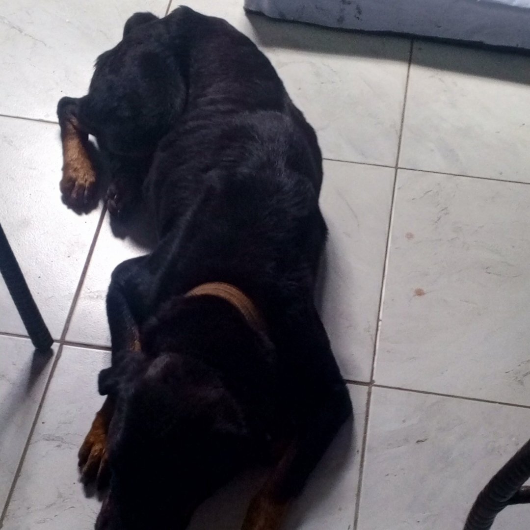 The Rottweiler Mastiff tweet media