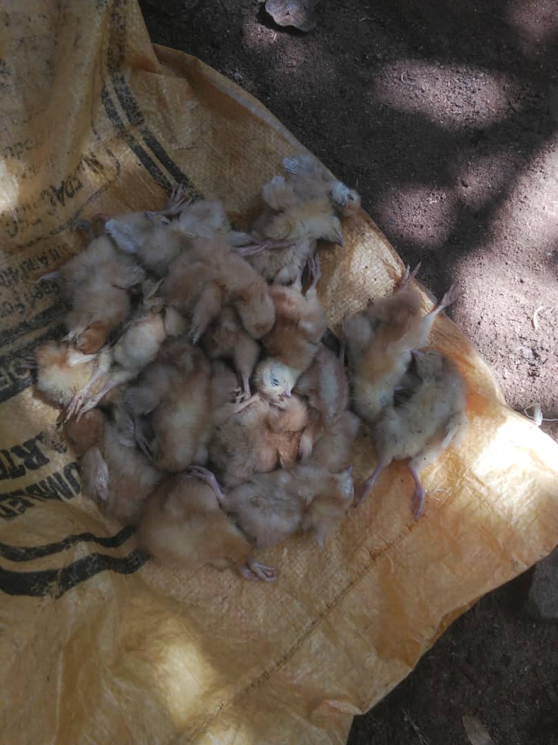 mobovet's tweet photo. “100 layer chicks… only 3 survived.” 💔
Biosecurity matters.
✔️ Clean pens
✔️ Disinfect footwear
✔️ Isolate sick birds
✔️ Use clean feed &amp; water
Protect your birds. Save your money.
Follow MoboVet Veterinary Services 🐥 https://t.co/d5hqjt4xOh