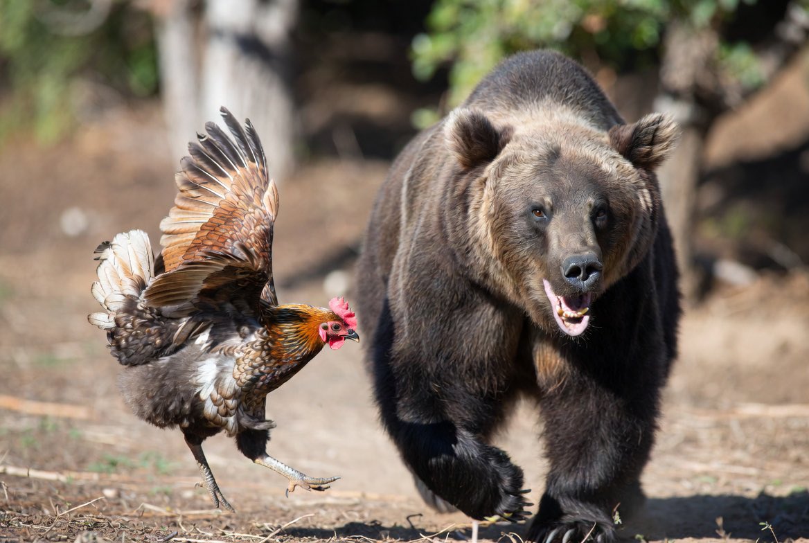 Bear tweet media