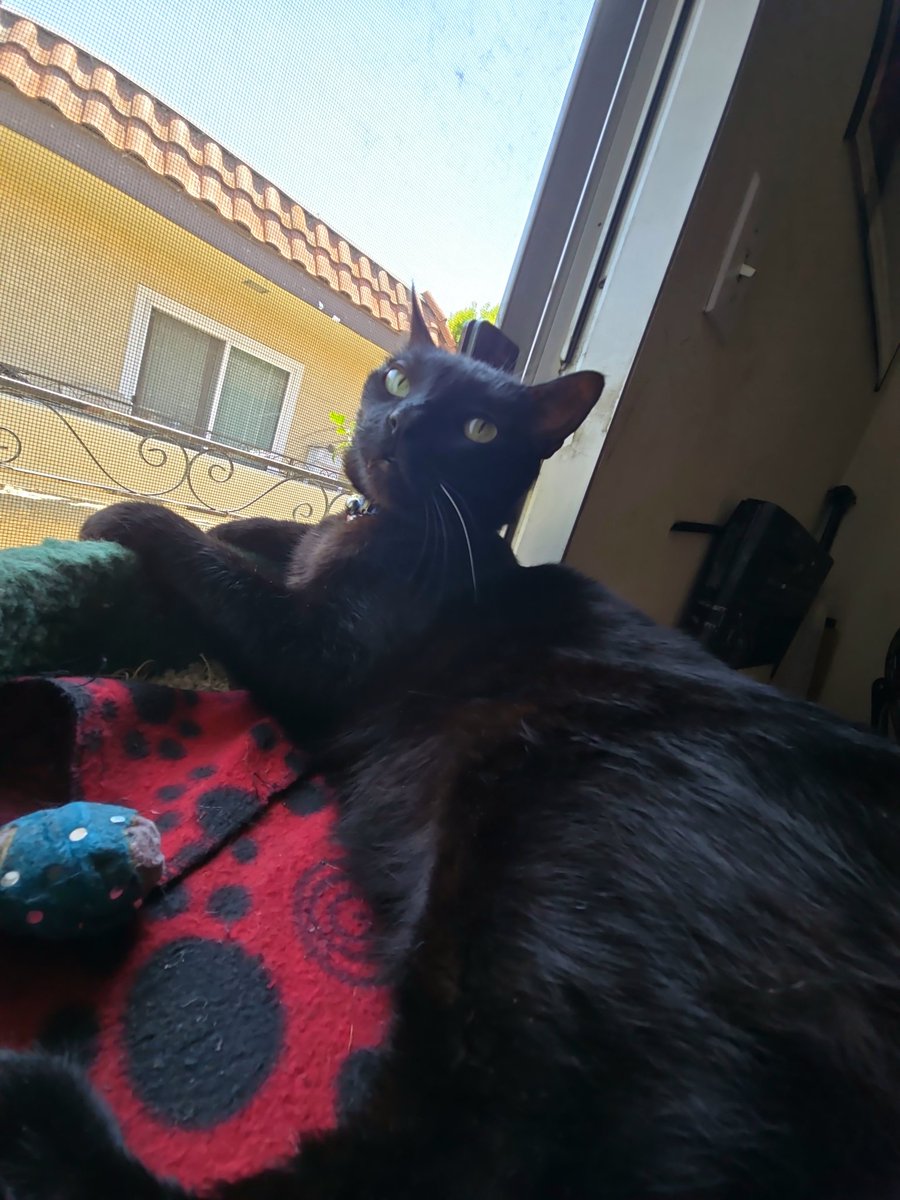rottenrotny's tweet photo. I feel like I've been productive lately. Getting out of debt feels amazing. Here's a few pictures. Myself and Akuma, along with a really old one that was sent to me recently. #rotnyford #blackcat #psyclon9 https://t.co/2c6WXhJzZJ