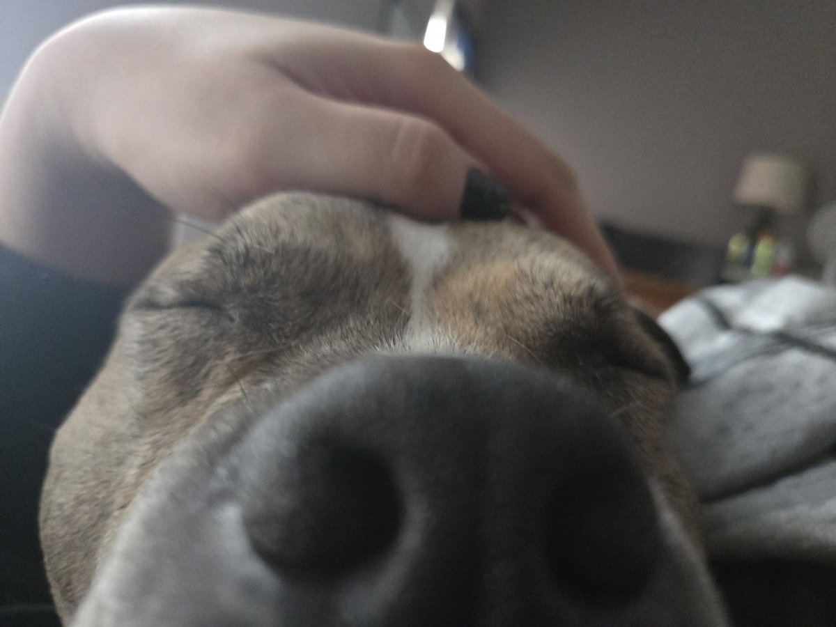 The sniffer