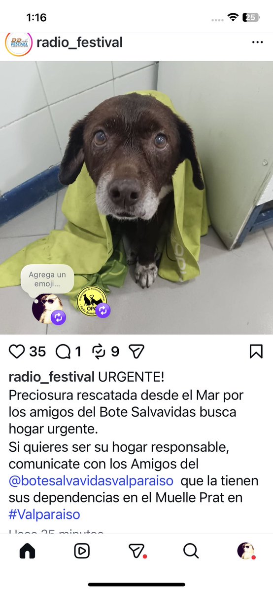 Blanquita Montt tweet media