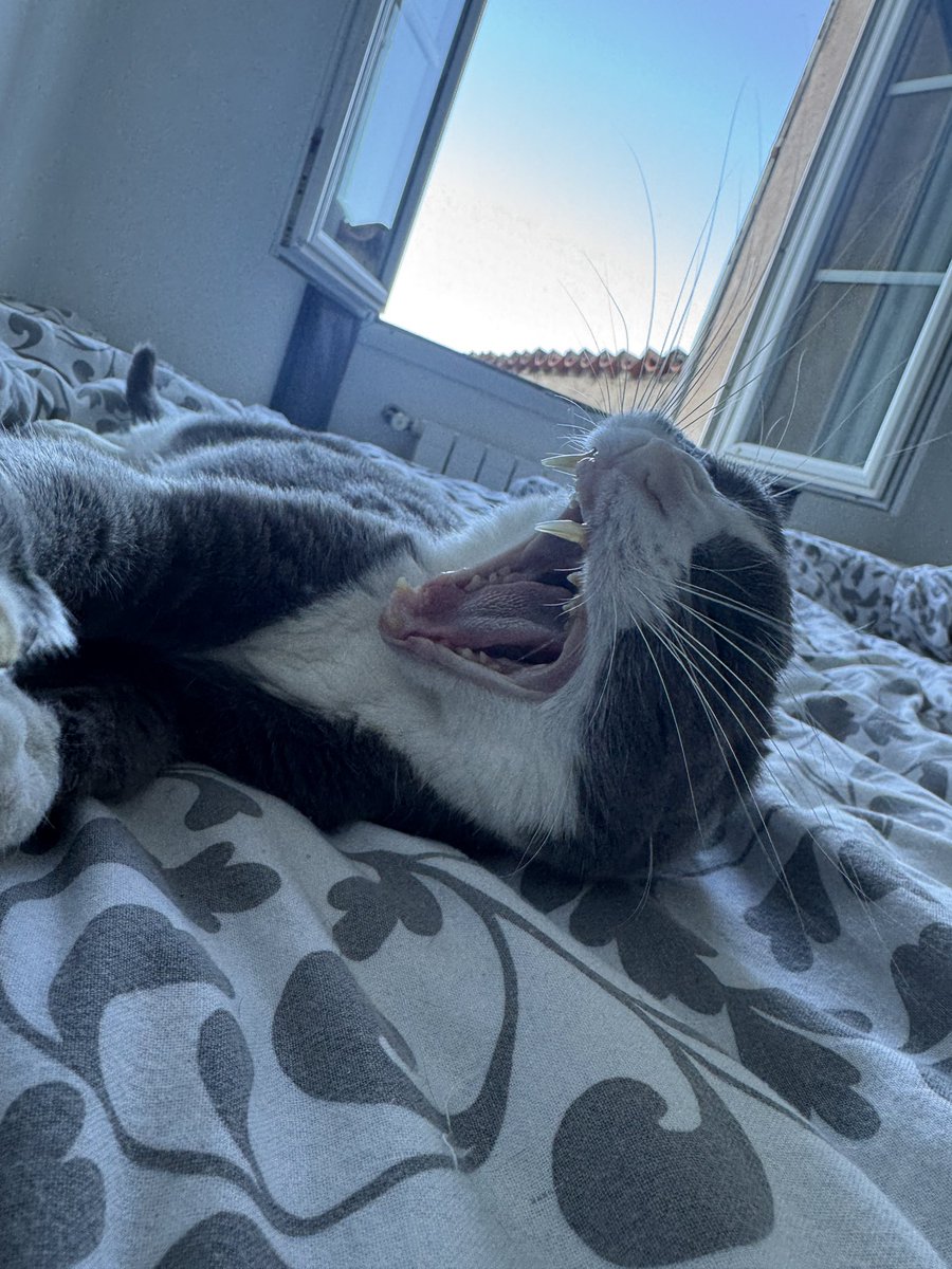 Retour en France = Retrouvailles avec ma panthère domestique 😻