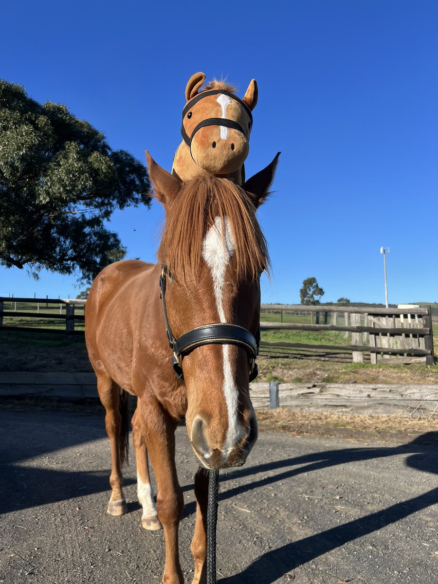 Lunar & Sunny 🐴 tweet media