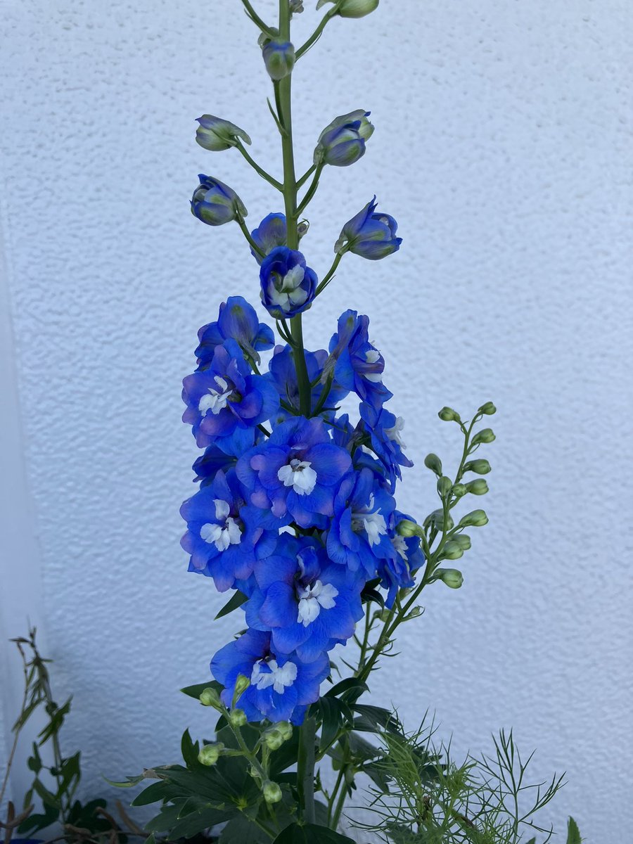 korosflower's tweet photo. Delphinium ‘Aurora Blue imp.’ https://t.co/lZGbzIyQLK