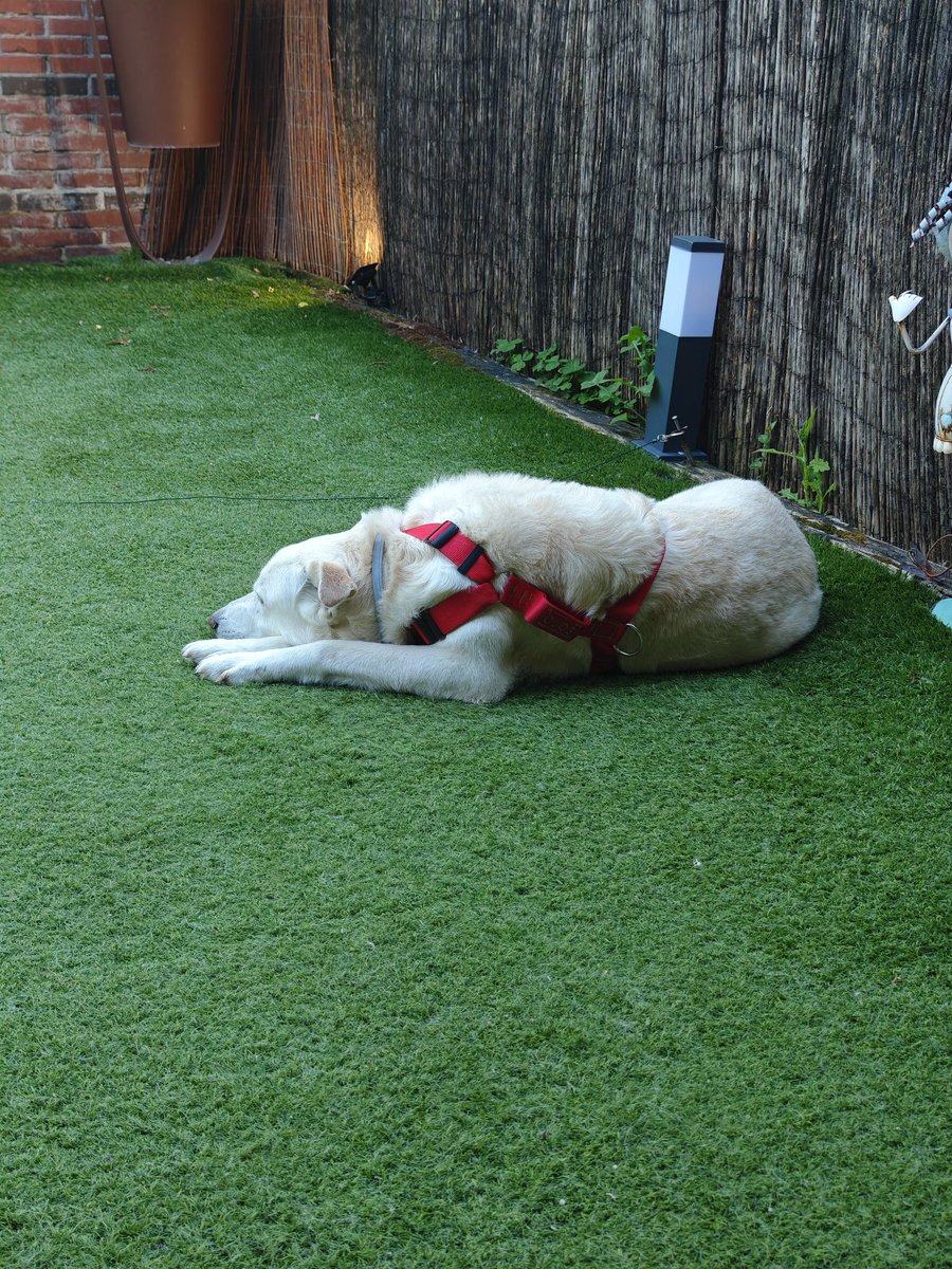 No se pueden tener perros en un piso, sobretodo si son perros grandes porque necesitan espacio✨

Lo que hace un perro grande en un jardín 24/7 :

Un perro no necesita espacio. Necesita tiempo de calidad y paseos. Espacio necesita el que ocupa al estirarse y un poco más para