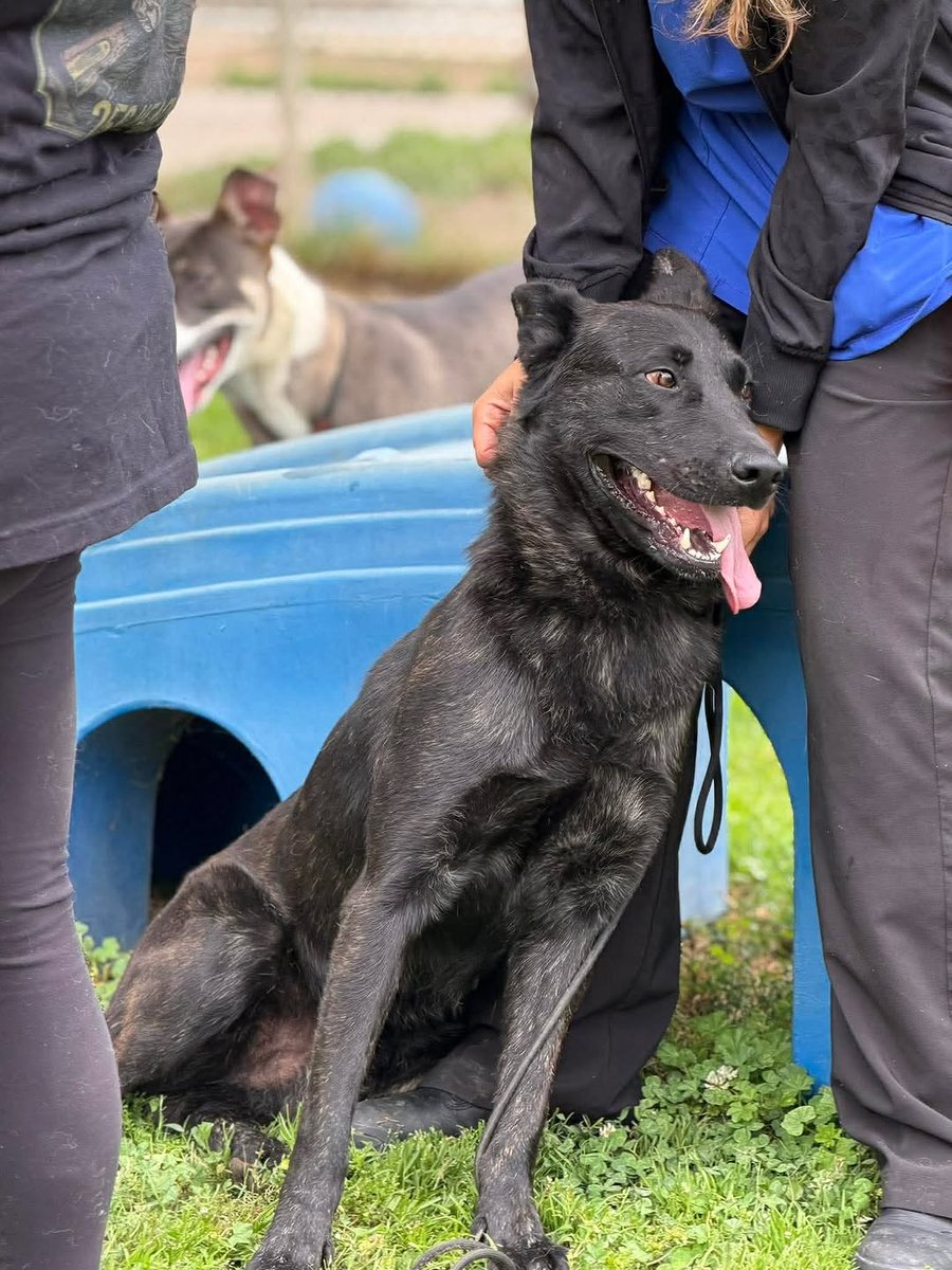 8415_n's tweet photo. @leicanart Thank you so very much for volunteering.

SASA offers a foster program as well, right? 

Come on good ppl of #stancounty, foster these stunning pups RANGER &amp; SCOUT for #SASA at absolutely NO COST to save their lives!
#modesto #stanislauscounty #norcal #california https://t.co/oCQP7g2I0F