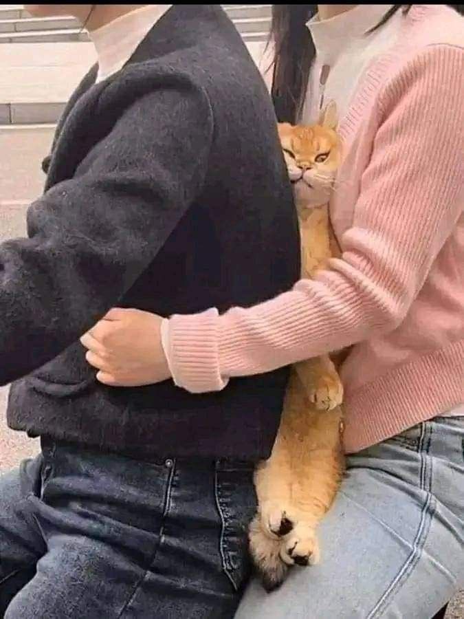 CatSpaceX tweet media