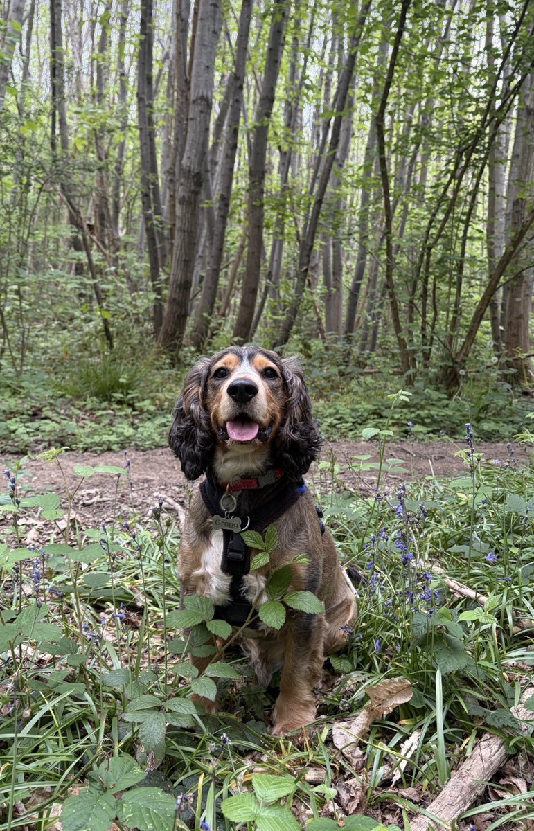Reggie the Cocker 🐶 🐾👹 tweet media