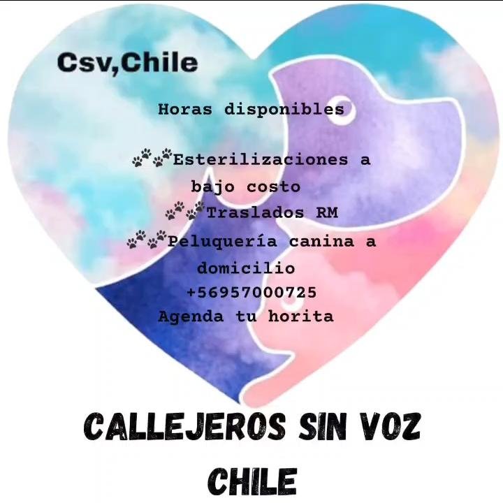 🐾🐾Callejeros, sin voz❤🐾🐾 chile🇨🇱 tweet media