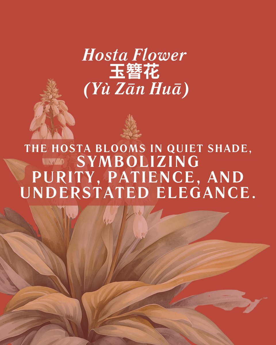 Go2Chinese's tweet photo. Forget zodiac signs. 
If you were born in July, your Chinese Flower Goddess is the Hosta Flower — 玉簪花 (yùzānhuā).
#ChineseCulture #HostaFlower #FlowerGoddess #JulyAesthetic #AsianAesthetic #ChineseMythology #QuietBeauty #玉簪花 #东方美学 #SubtleEnergy https://t.co/IPsGwmxPaD