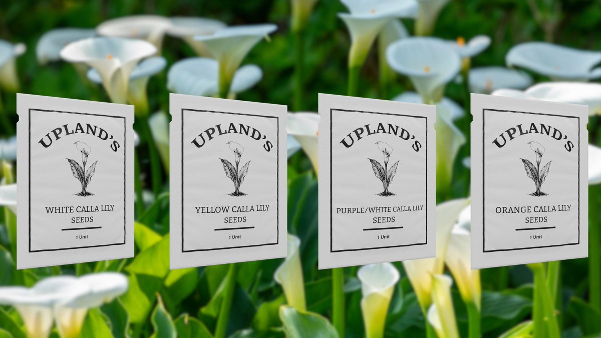 UplandMe's tweet photo. Calla Lily Seeds Are Live

We have a set of 4 new seeds for you, Calla Lily in White, Orange, Yellow and Purple-White. It's worth noting these are not available to plant just yet, but they will become available in the future!

So go and get generating! https://t.co/WElK8DsB6D