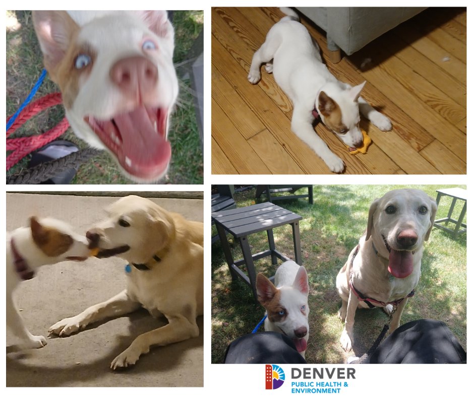 Denver Public Health & Environment tweet media