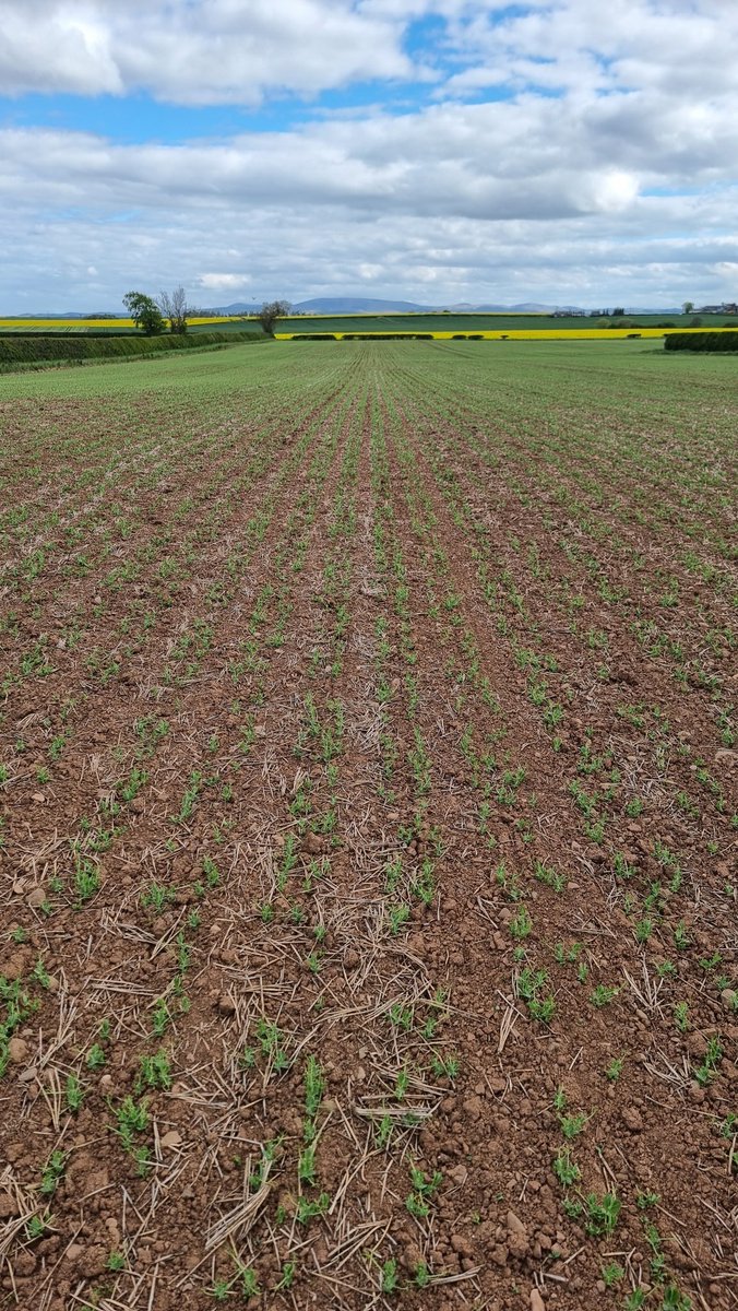 GreenknoweFarm's tweet photo. Direct drilled Carrington peas coming on nicely this cold spring. Its 10ish years since I last had peas, so I thought I would take the risk again (wet harvest imminent) I love growing pulses, so I hope the @claas convio can pick them up easily #whatcouldgowrong https://t.co/E08NPEIw7q