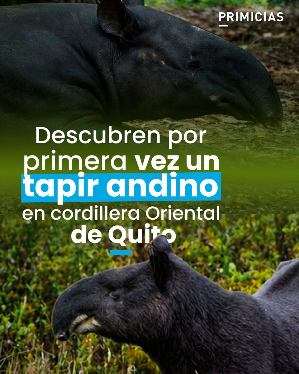 Primicias tweet media