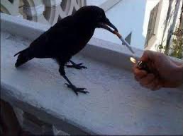 Raven tweet media