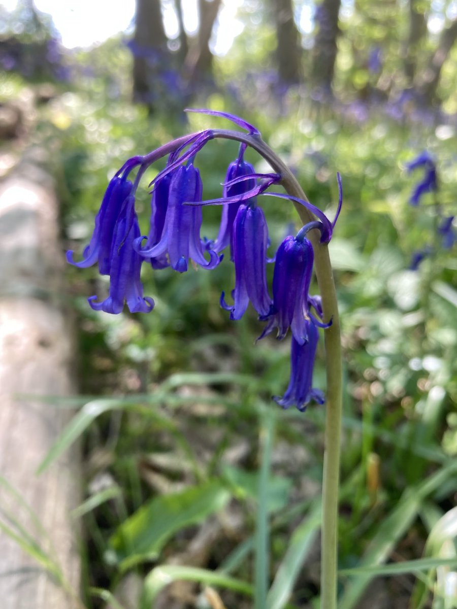 An English Bluebell a day until I run out of photos #4